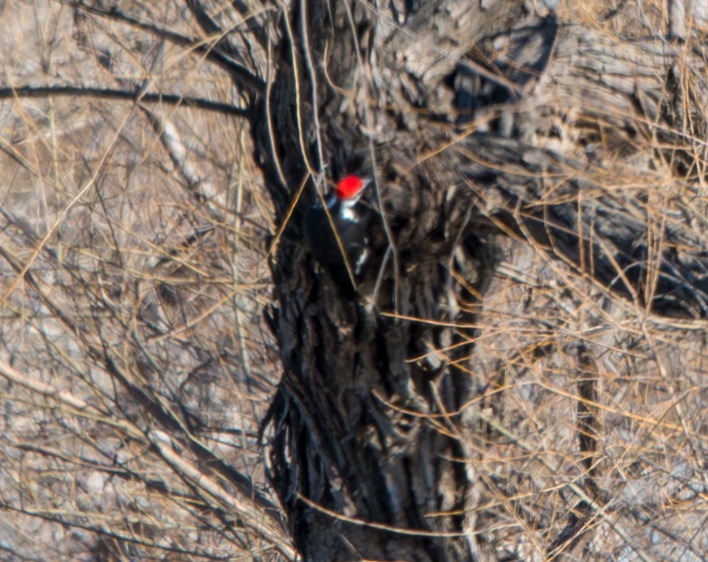 Pileated Woodpecker - ML615212484