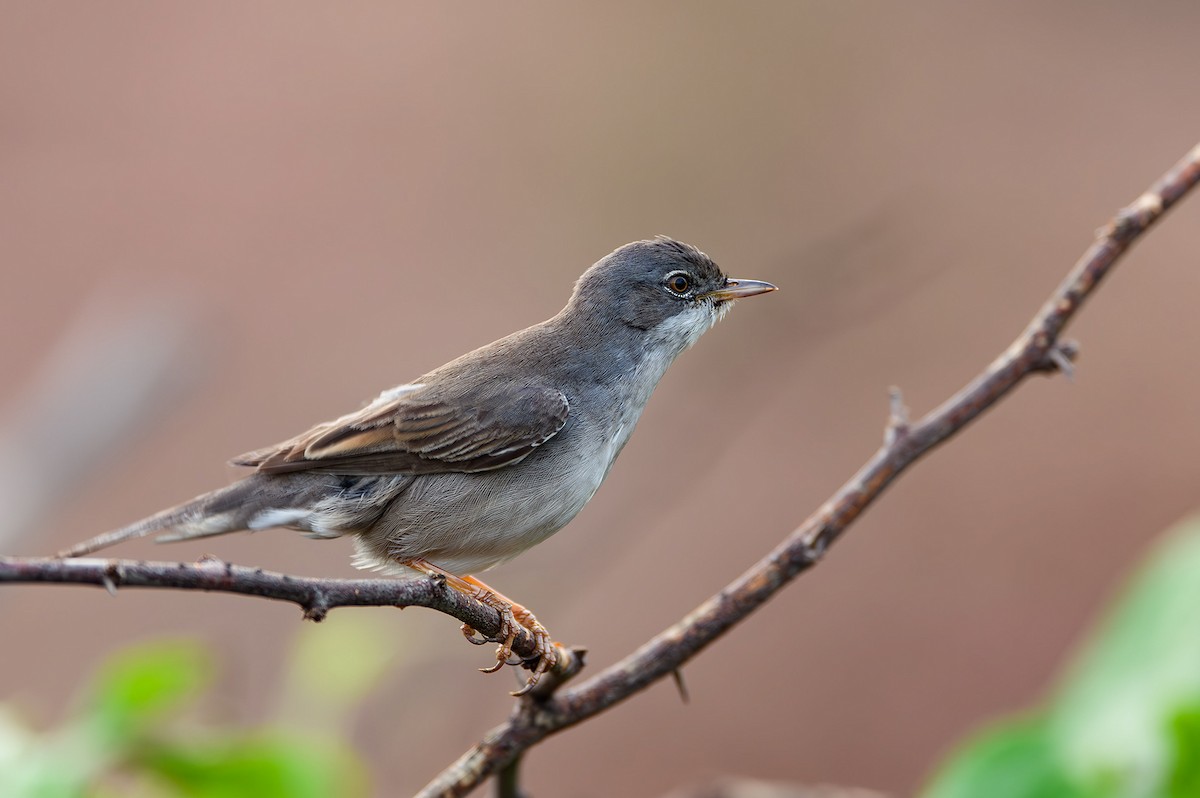 Greater Whitethroat - ML615212493