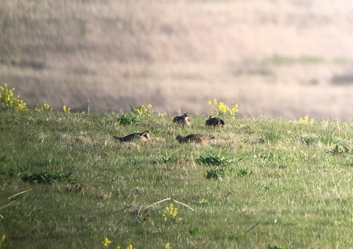 Greater Prairie-Chicken - Mike Thelen