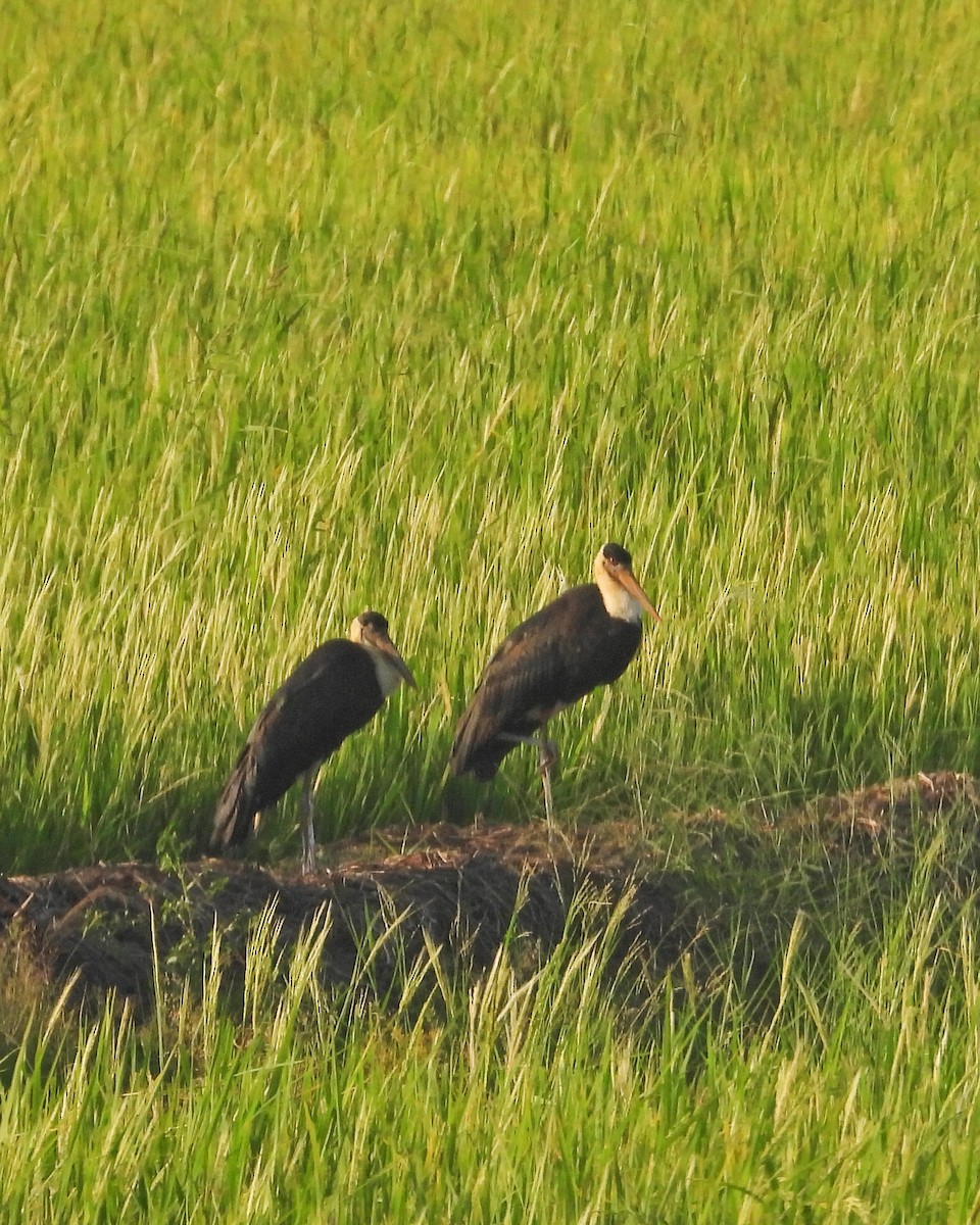 Asian Woolly-necked Stork - Ambady Sasi