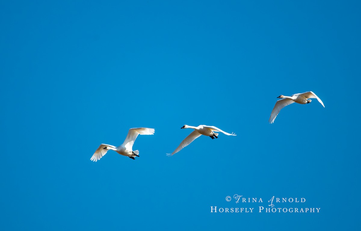 Tundra Swan - Trina Arnold