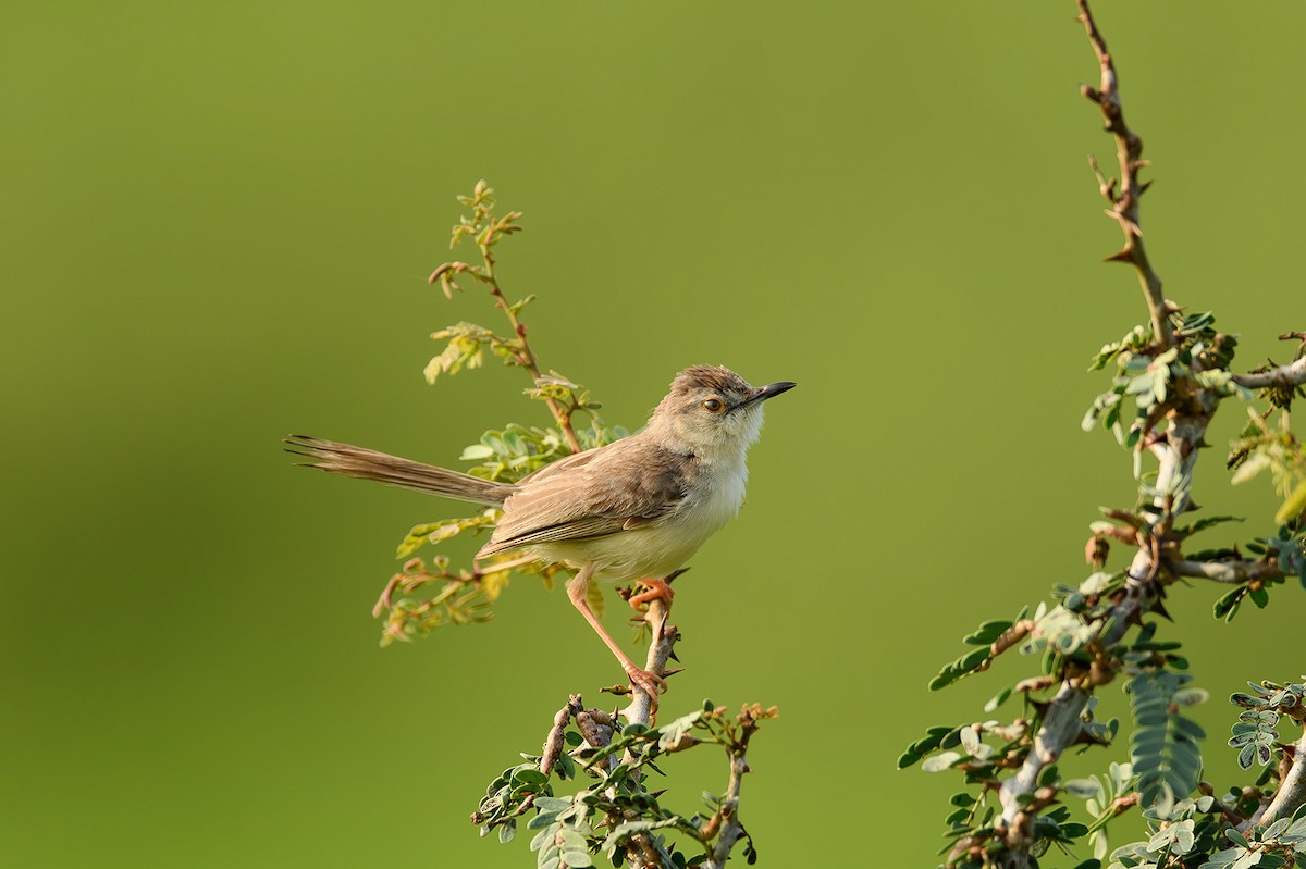 Jungle Prinia - ML615212525