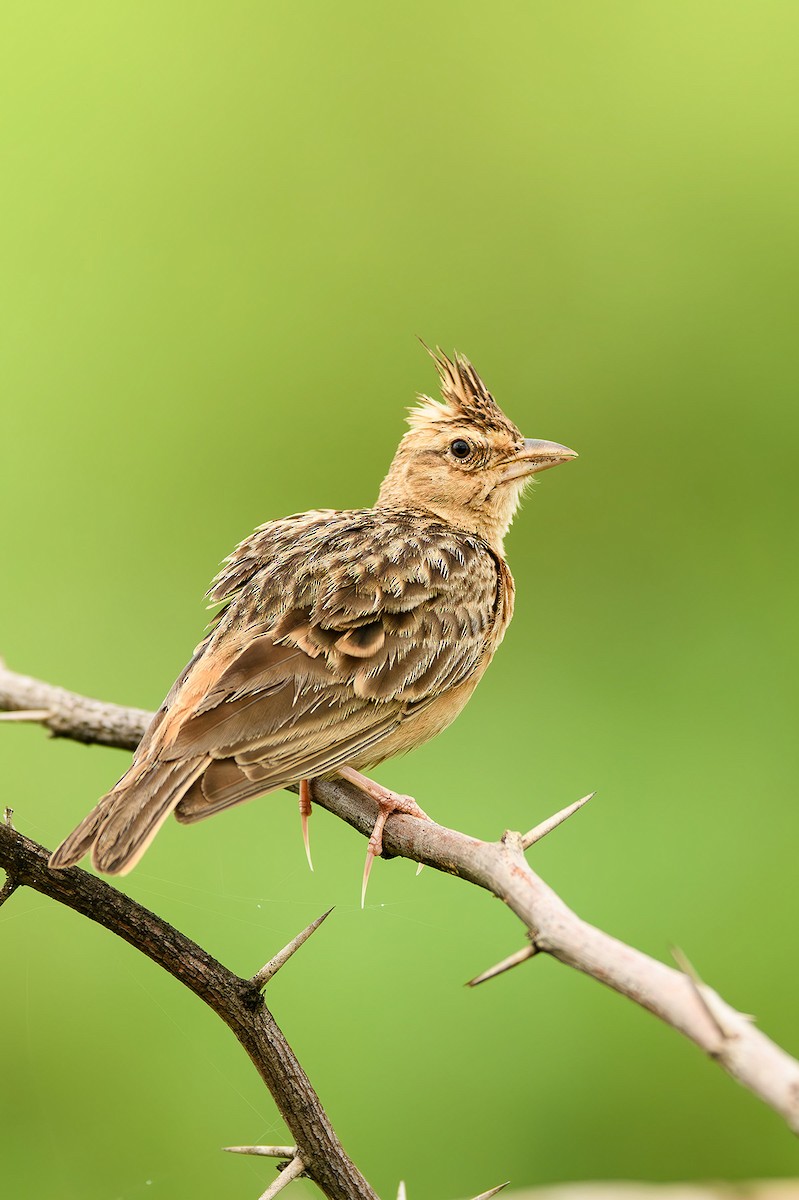 Crested Lark - ML615212528