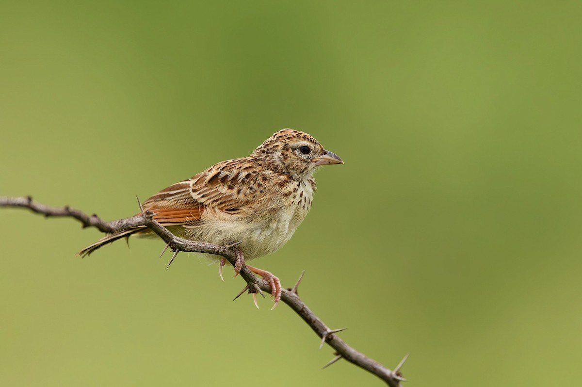 Indian Bushlark - ML615212529