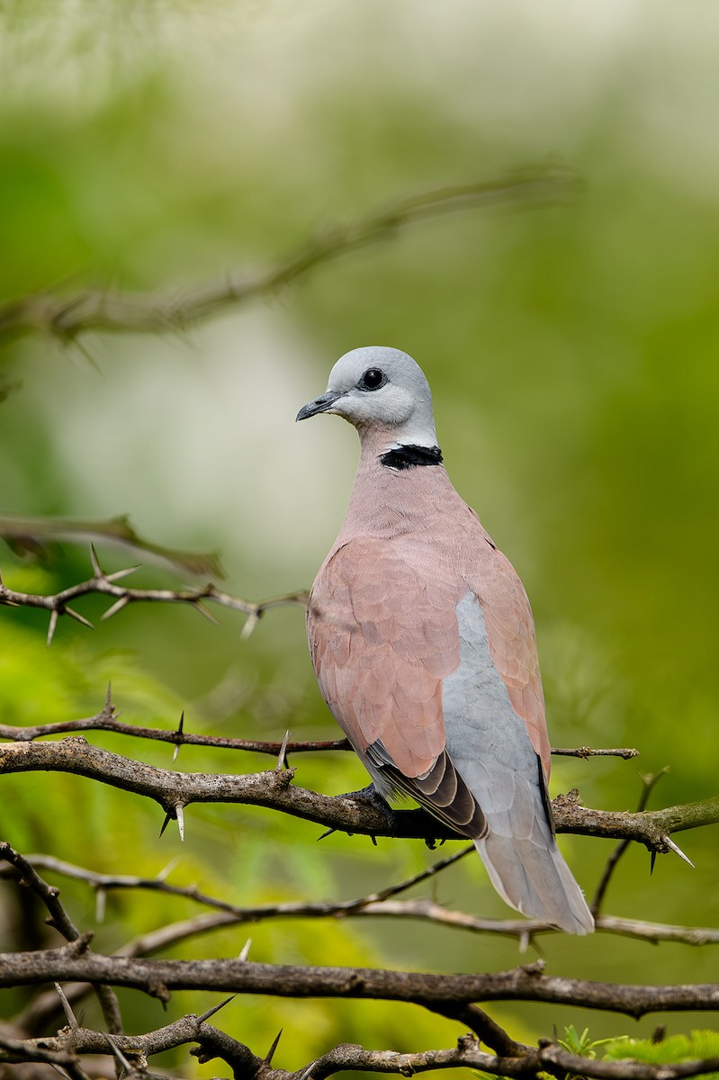 Red Collared-Dove - ML615212536