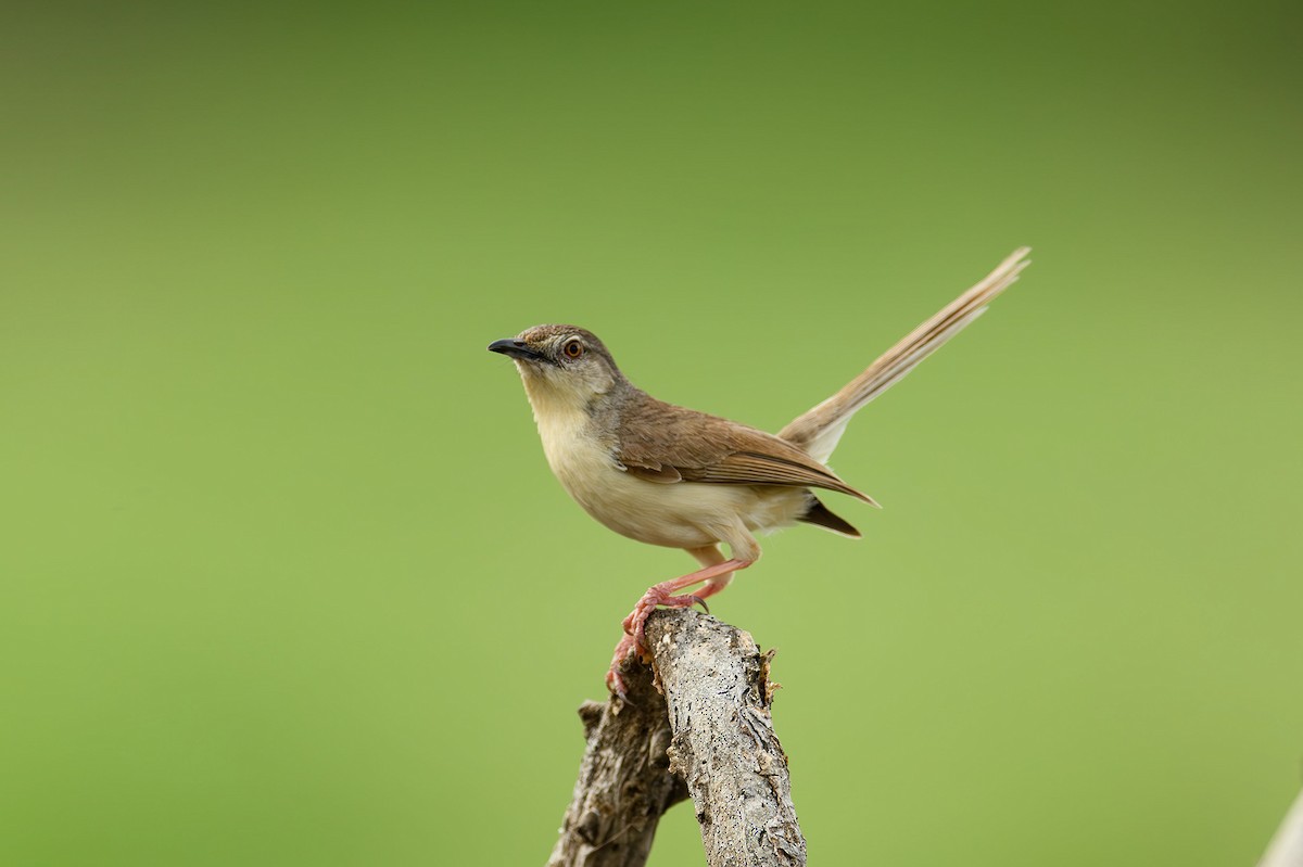 Prinia à front roux - ML615212539