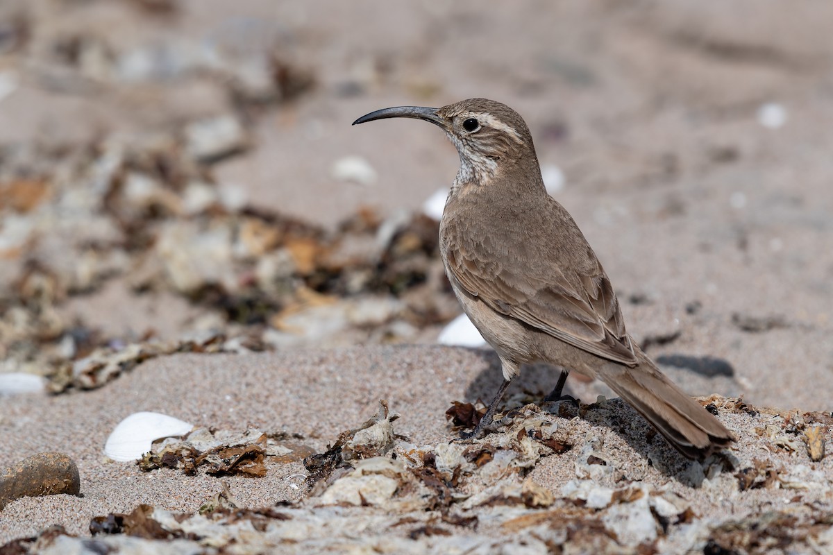 Scale-throated Earthcreeper - ML615212542