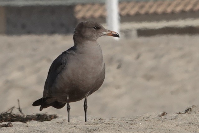 Heermann's Gull - ML615212543