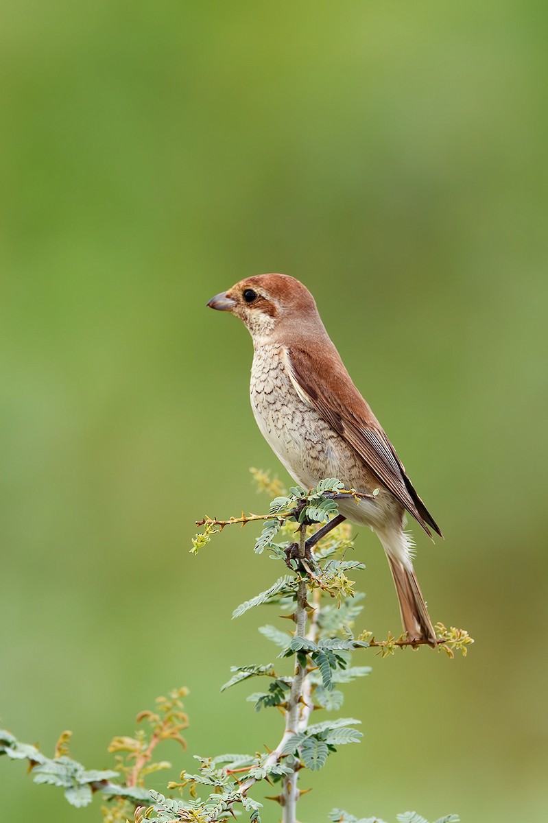 Red-tailed Shrike - ML615212557