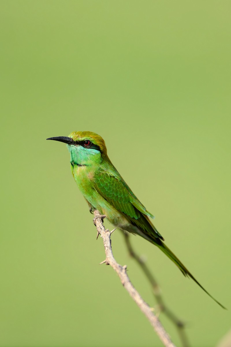 Asian Green Bee-eater - ML615212561