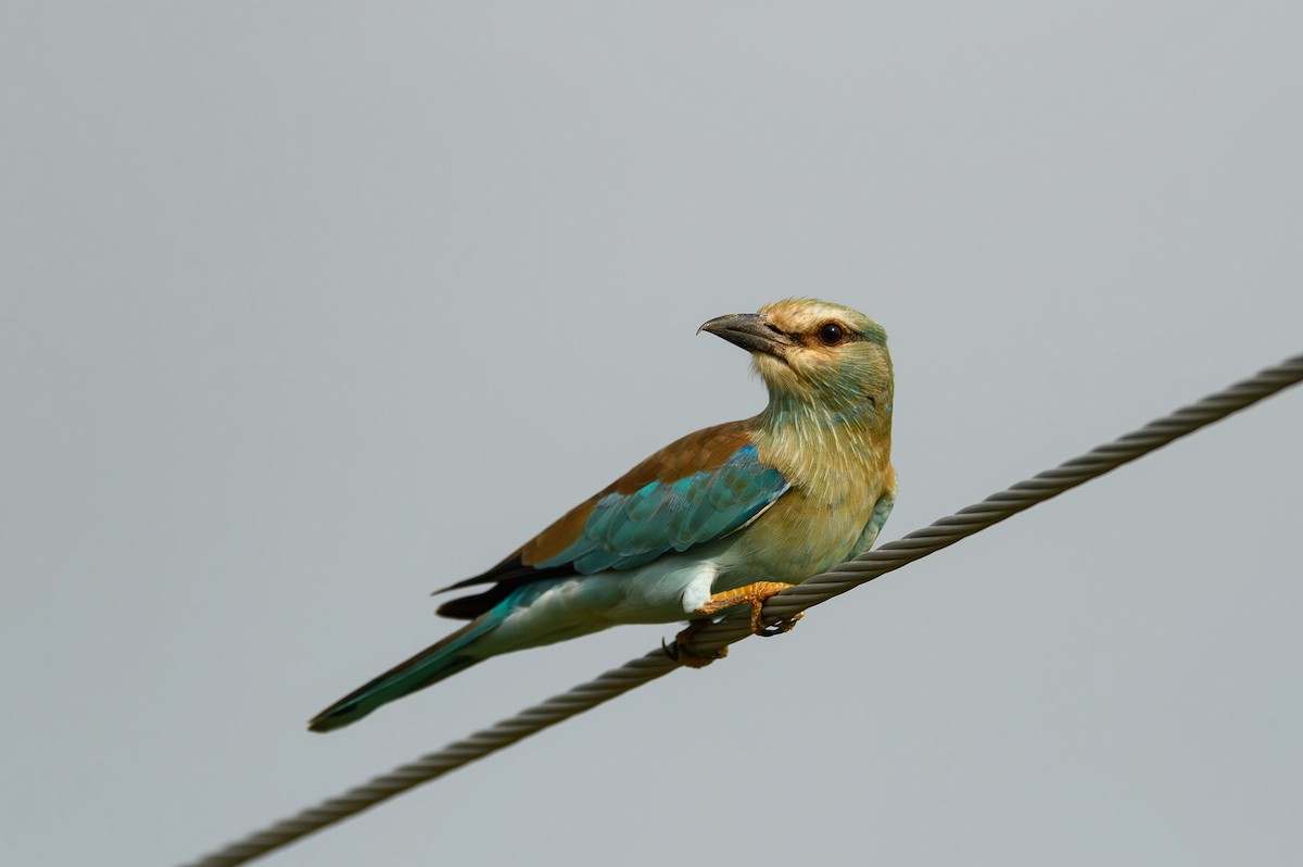 European Roller - Sudhir Paul