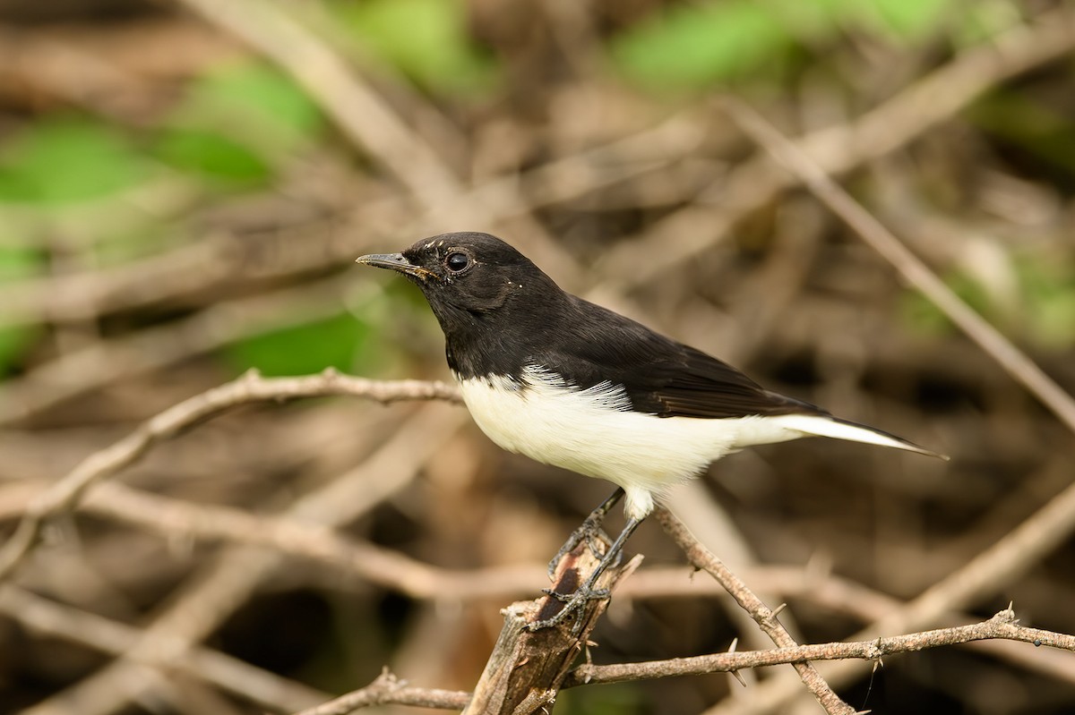 Variable Wheatear - ML615212566