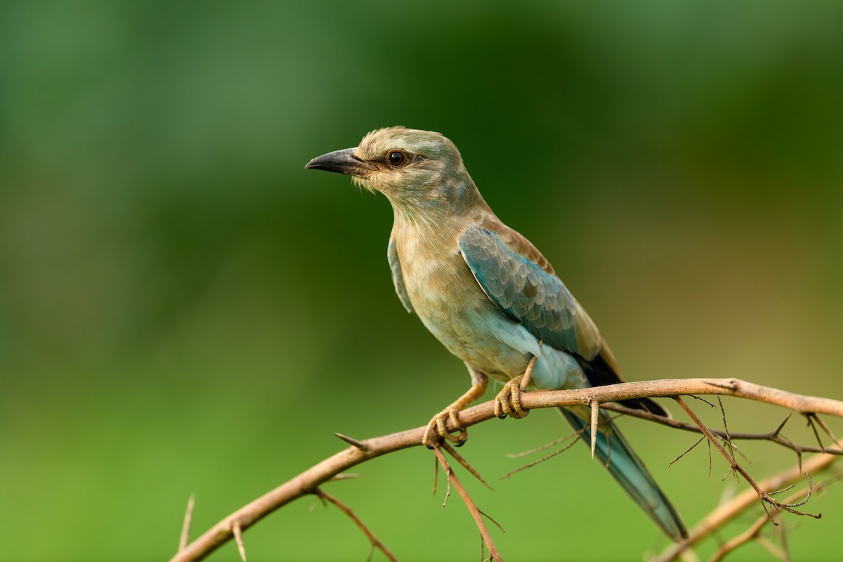 European Roller - ML615212570