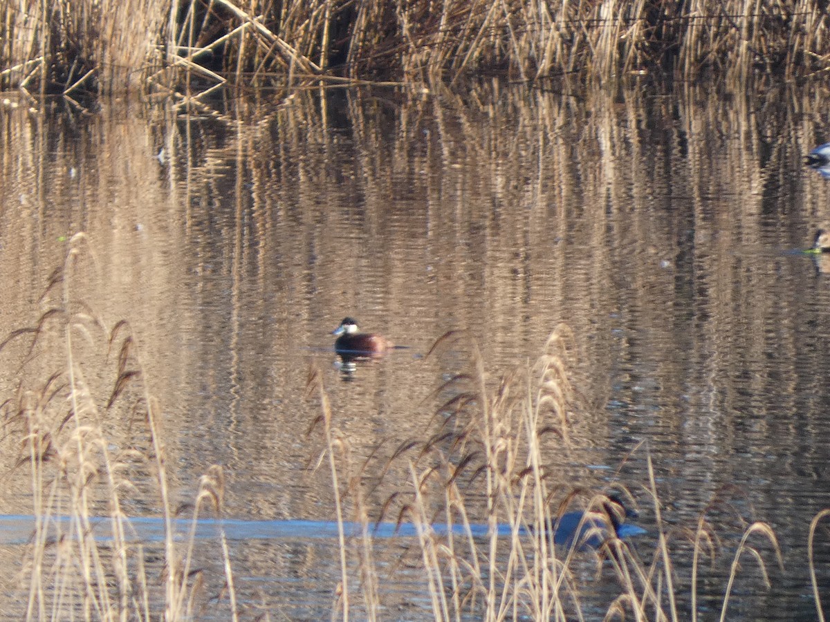 Ruddy Duck - ML615212571