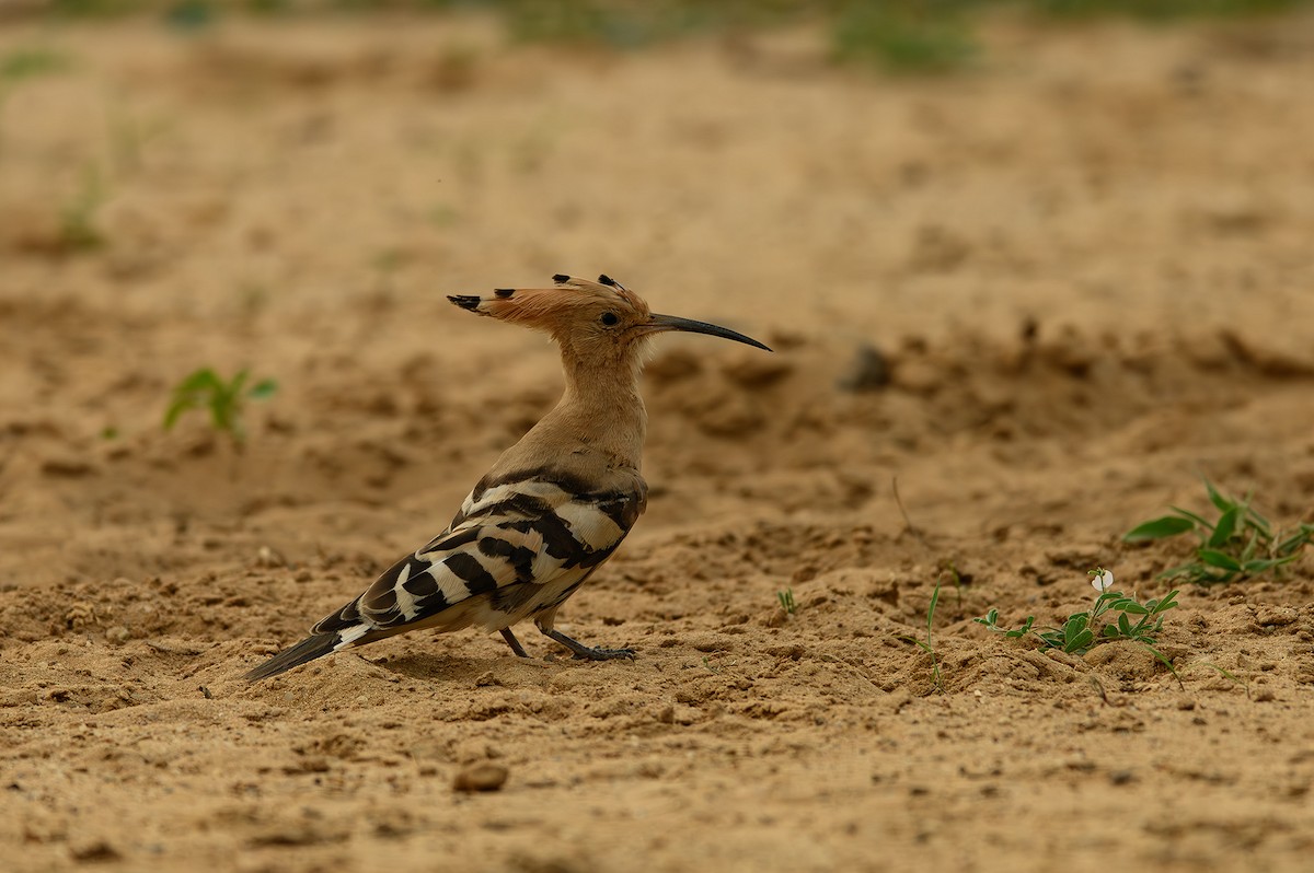 Eurasian Hoopoe - ML615212573