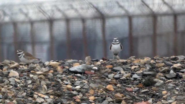 Killdeer - ML615212593