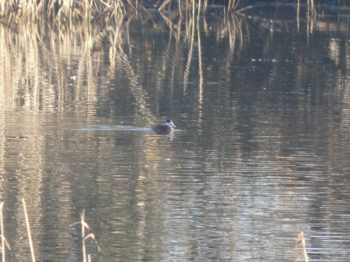 Ruddy Duck - ML615212641