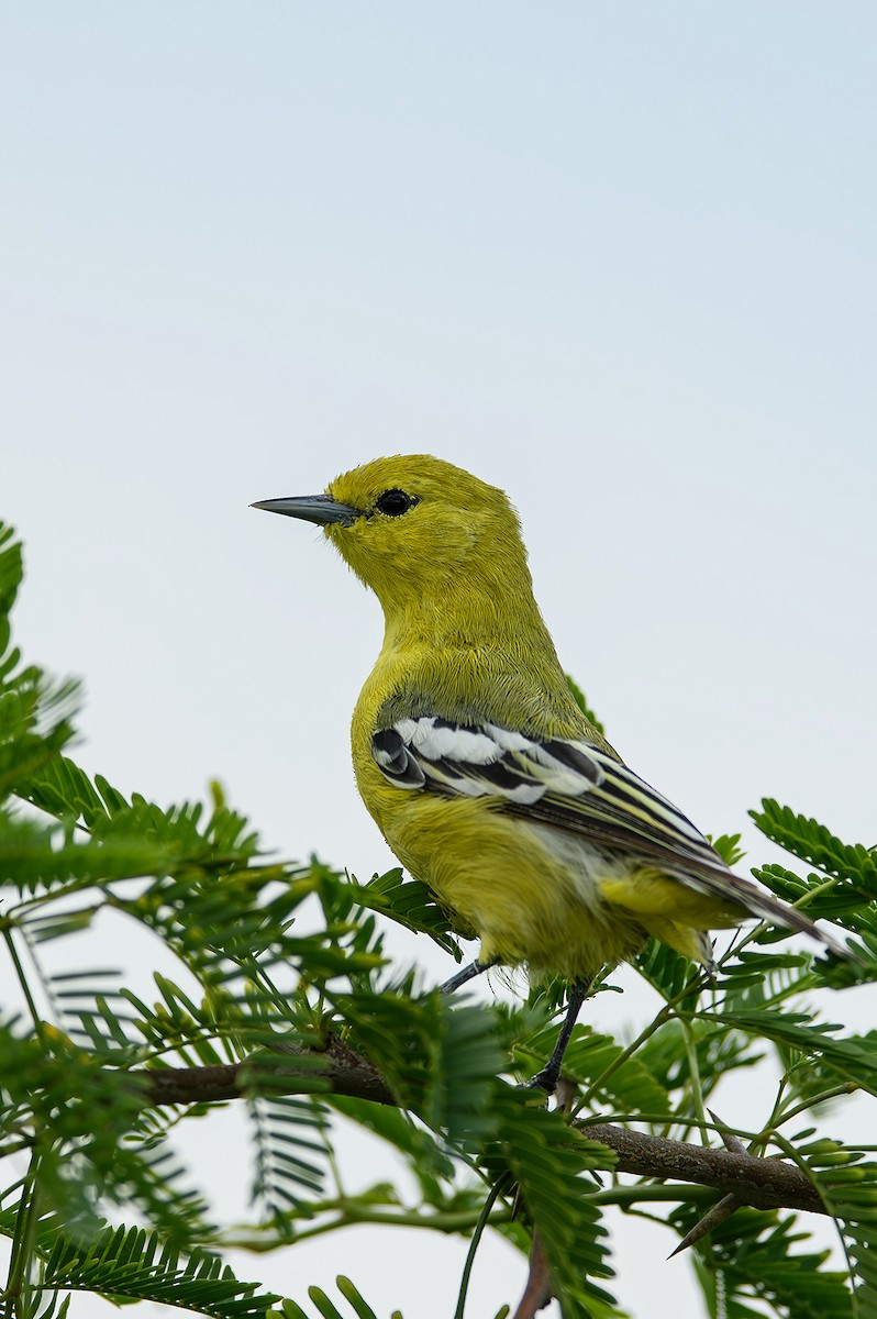 White-tailed Iora - ML615212707