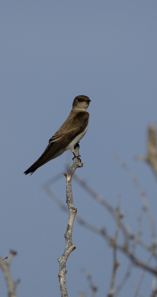 Northern Rough-winged Swallow - Bob D'Antonio