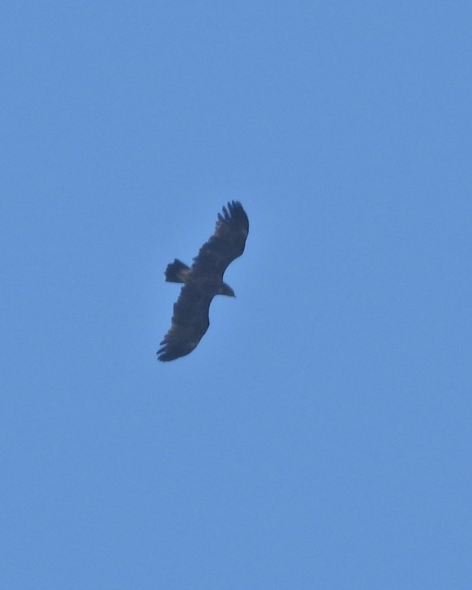 Greater Spotted Eagle - Ambady Sasi
