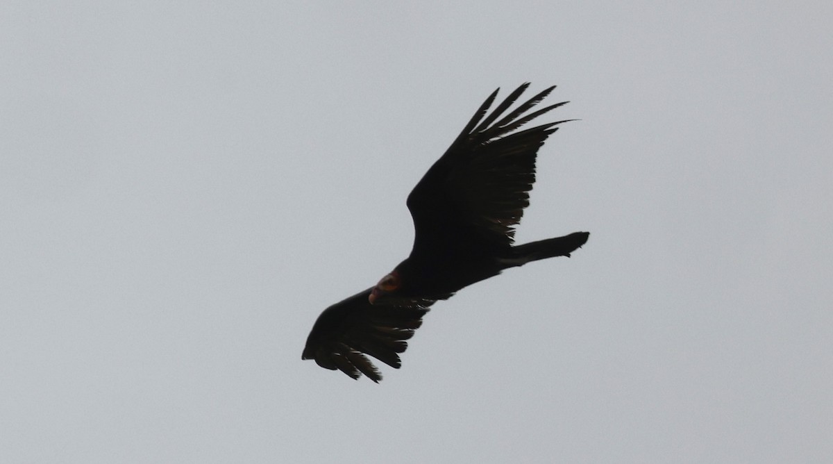 Lesser Yellow-headed Vulture - ML615212820