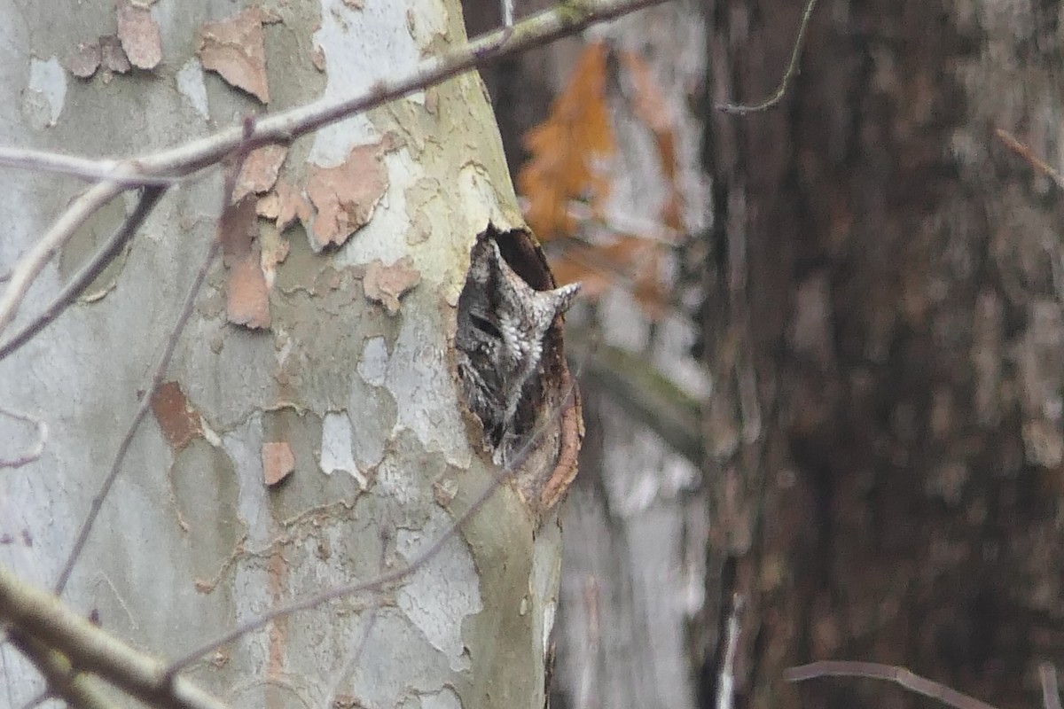 Eastern Screech-Owl - ML615212846