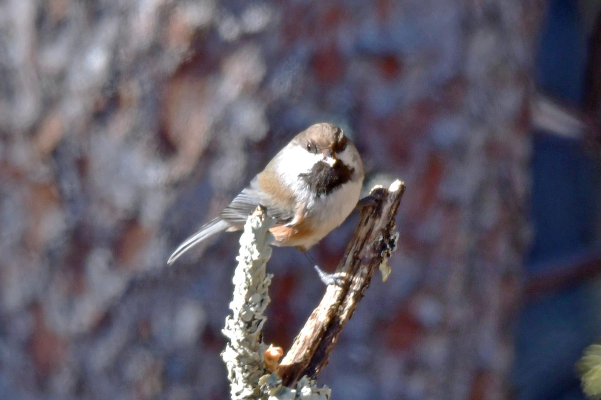 Boreal Chickadee - ML615212849