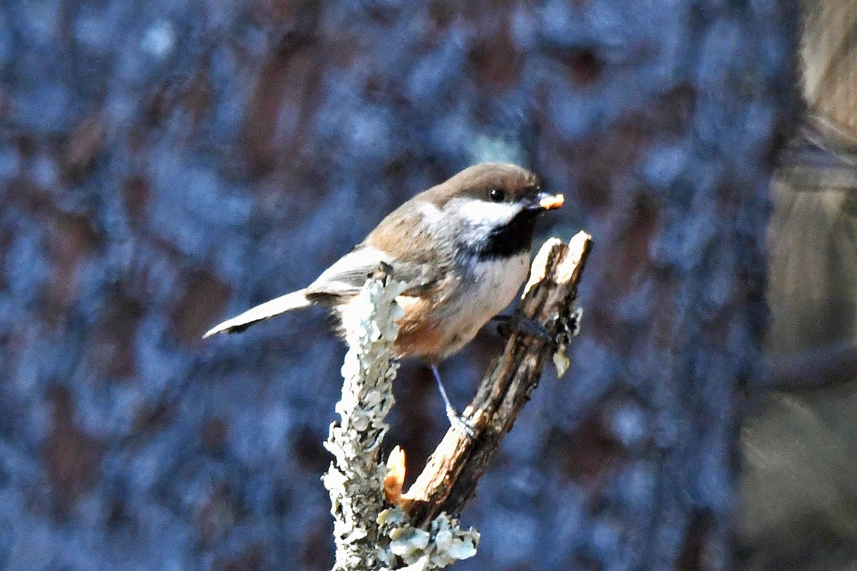 Boreal Chickadee - ML615212851