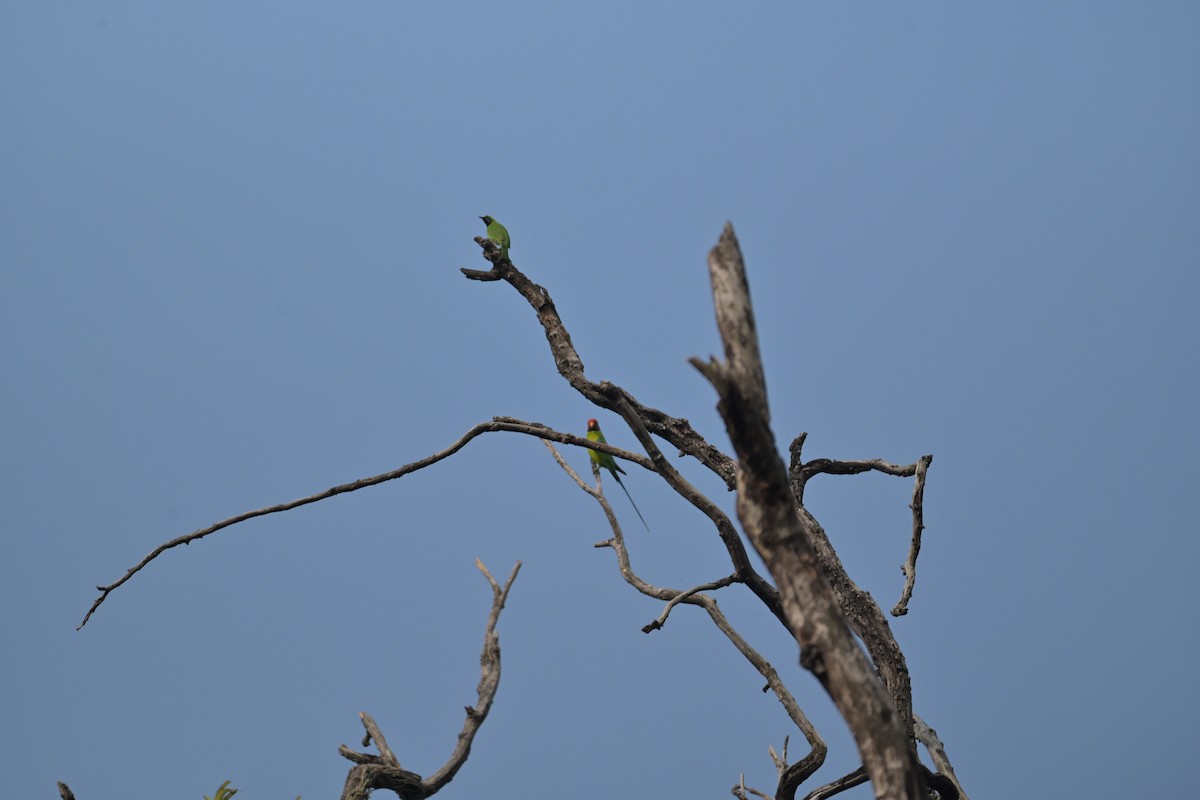Plum-headed Parakeet - Mahender Alpula