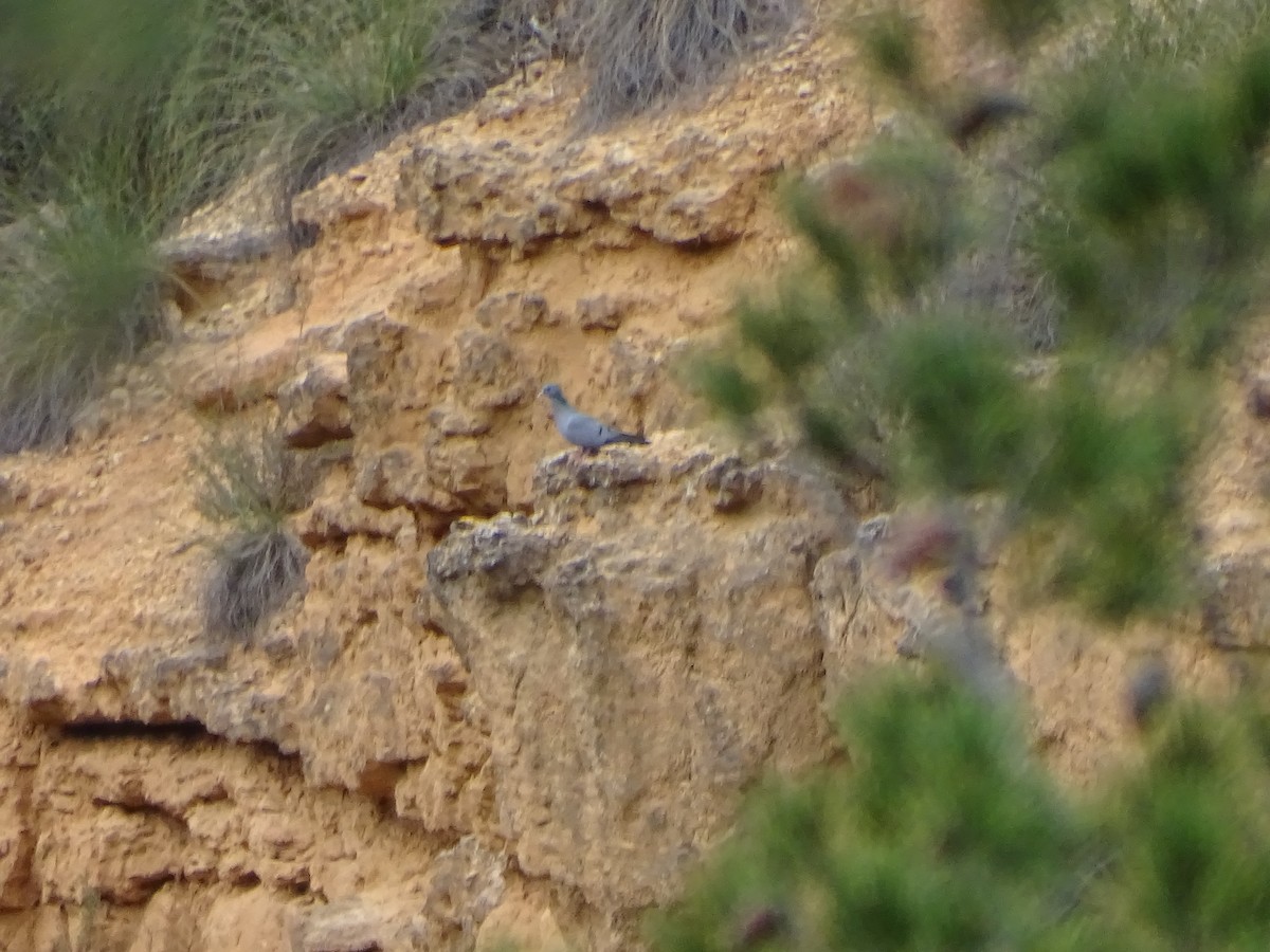 Хүнхэл тагтаа - ML615212904