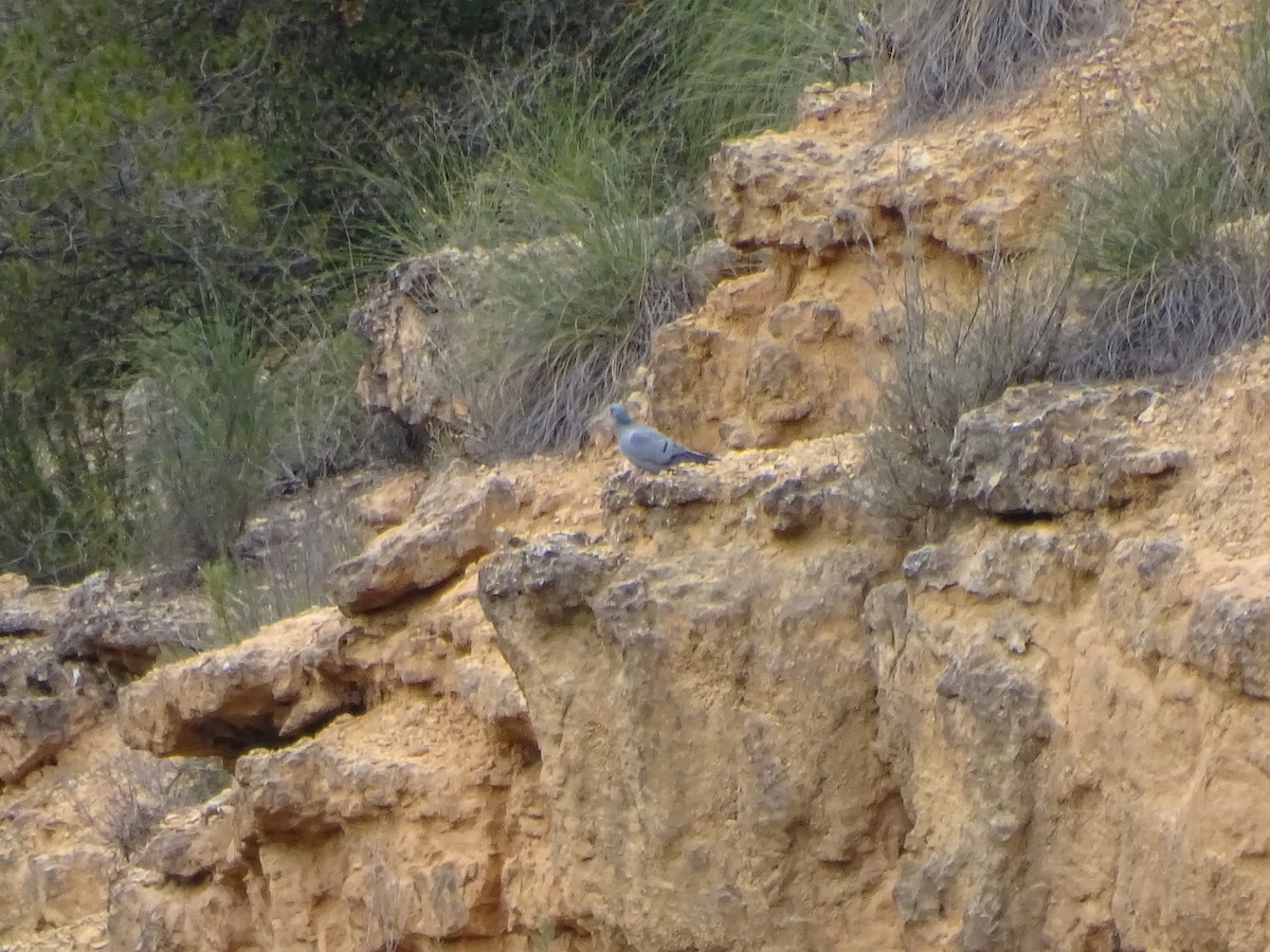 Хүнхэл тагтаа - ML615212905