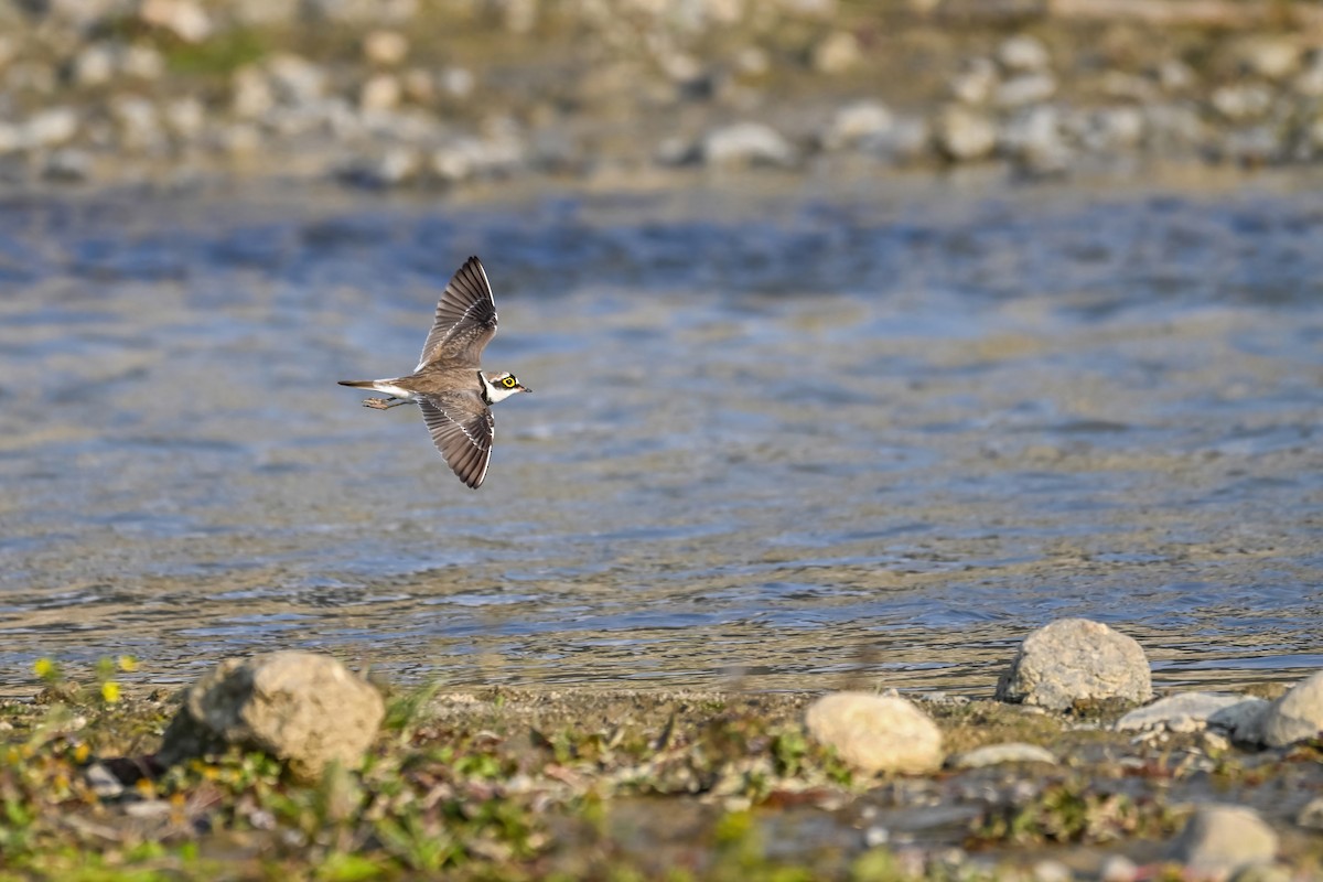 Little Ringed Plover - ML615212910