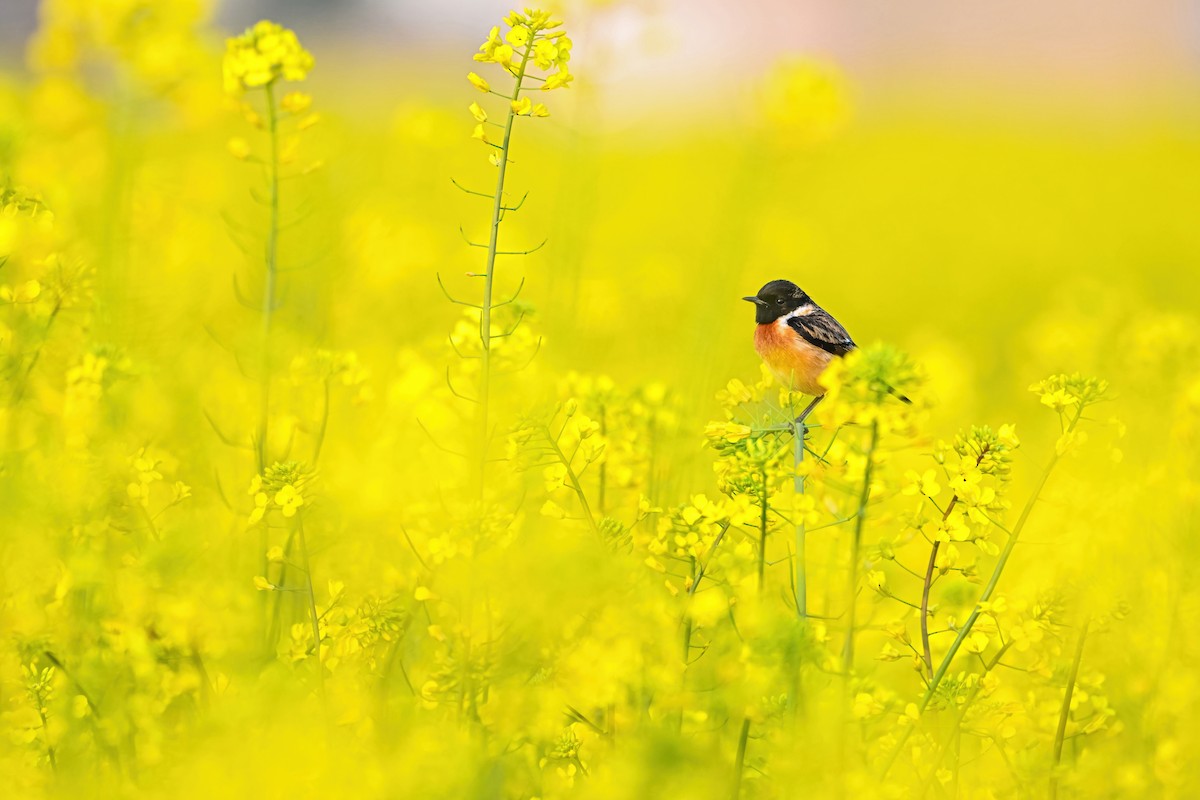 Siberian Stonechat - ML615212933