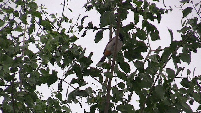 Bulbul à oreillons blancs - ML615213013