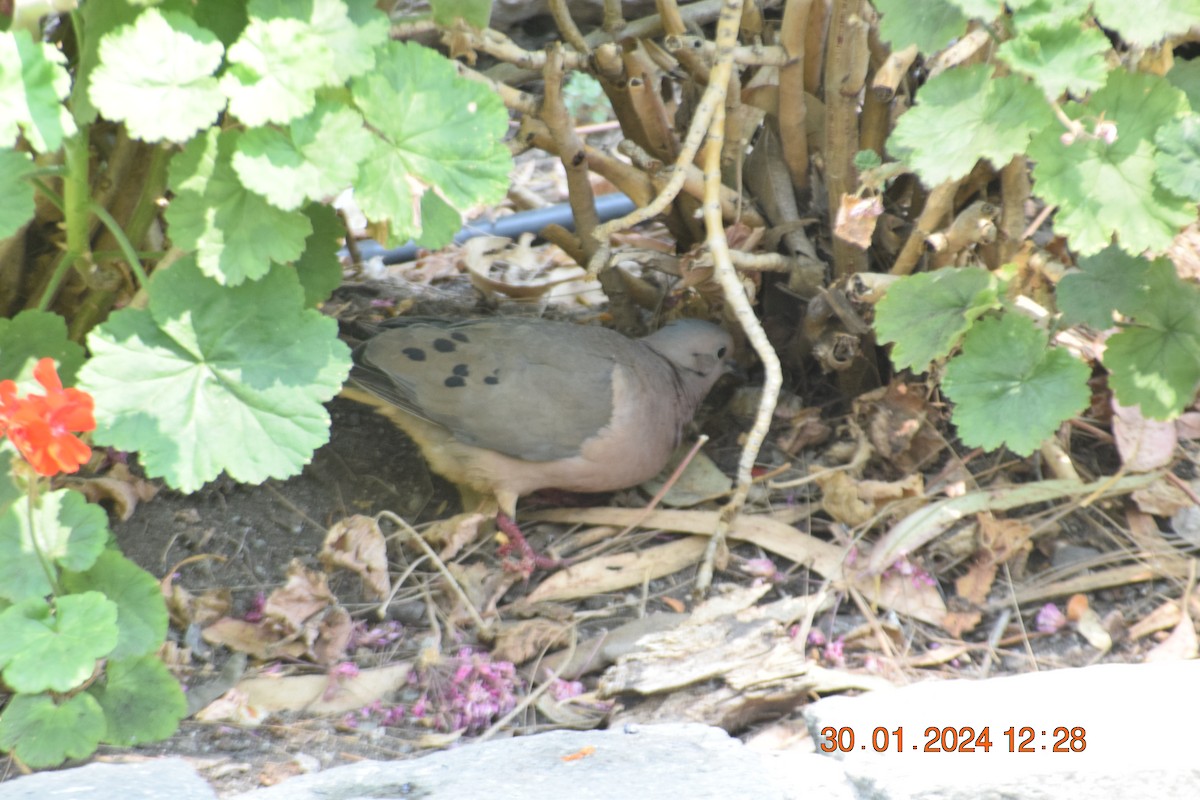 Eared Dove - ML615213046