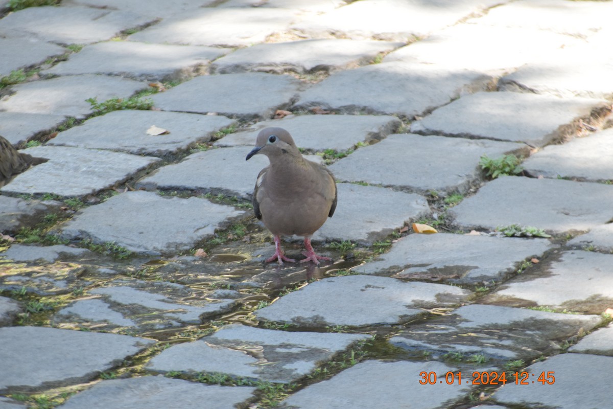 Eared Dove - ML615213047