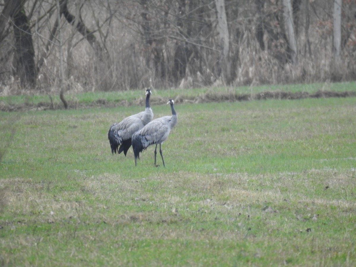 Grulla Común - ML615213054