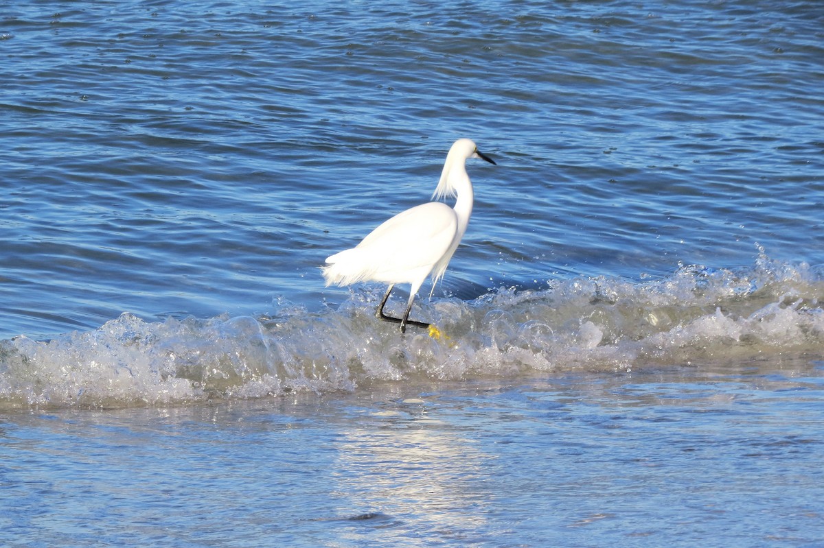 Snowy Egret - ML615213081