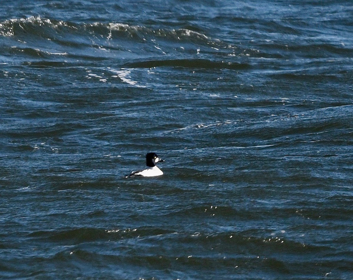 Common Goldeneye - Win Ahrens