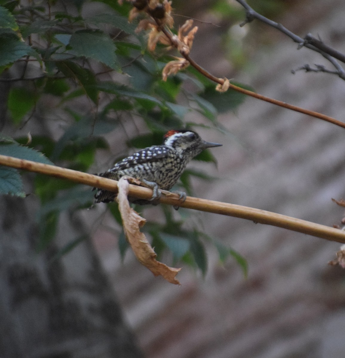 Striped Woodpecker - ML615213098