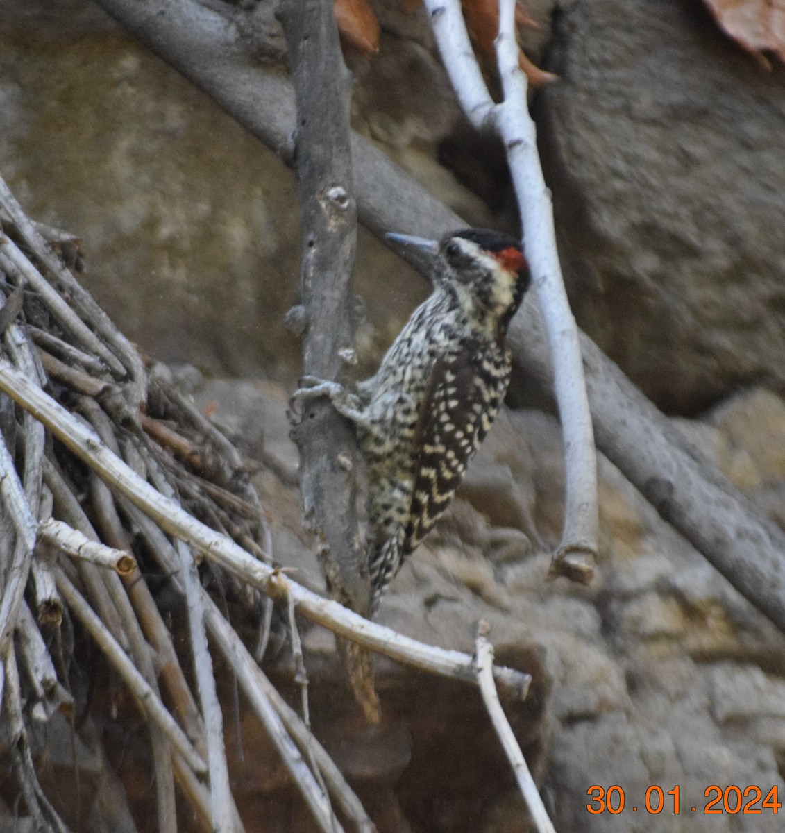 Striped Woodpecker - ML615213099