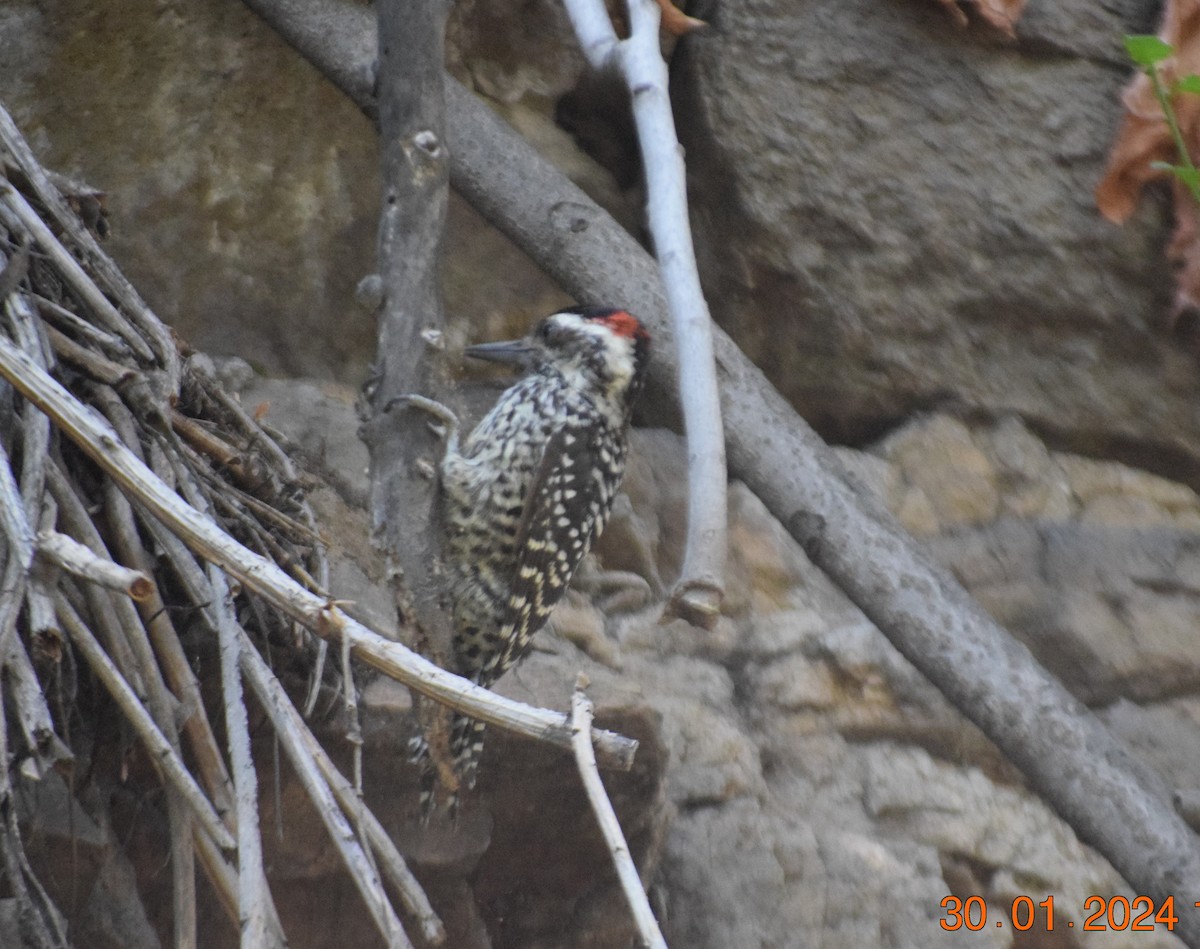 Striped Woodpecker - ML615213100