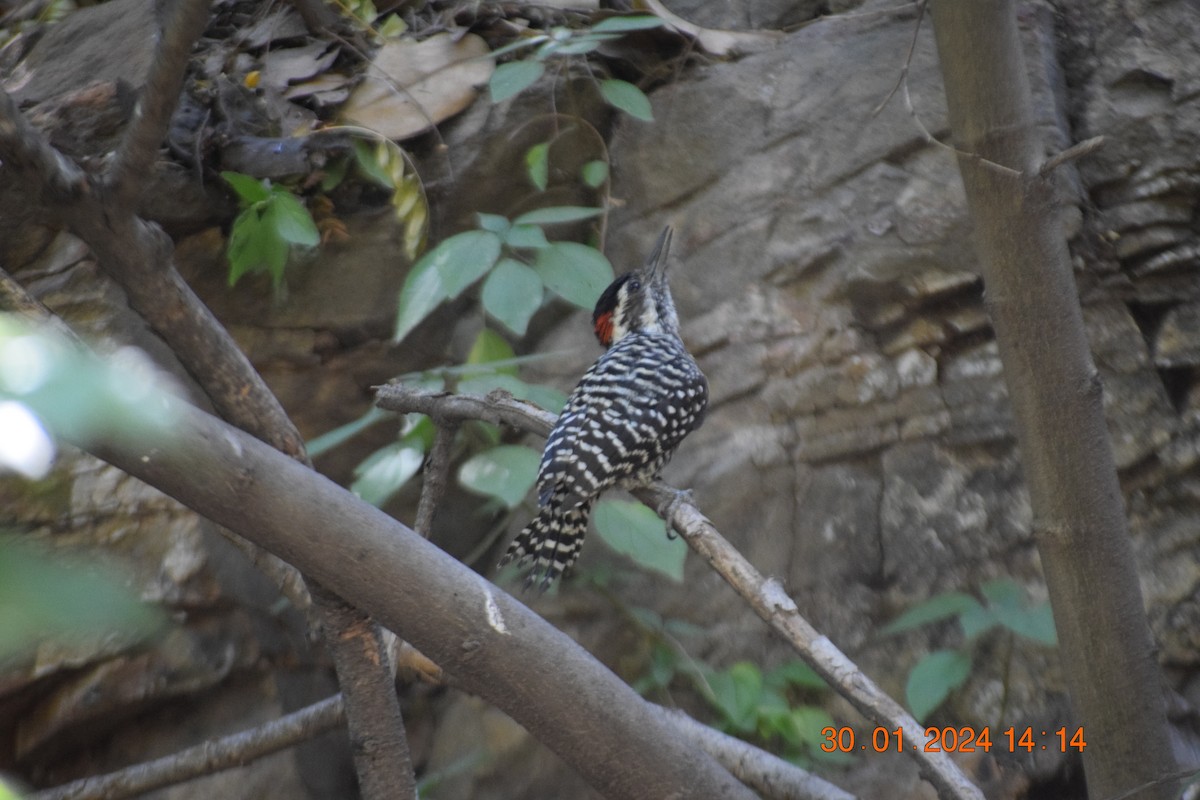 Striped Woodpecker - ML615213104