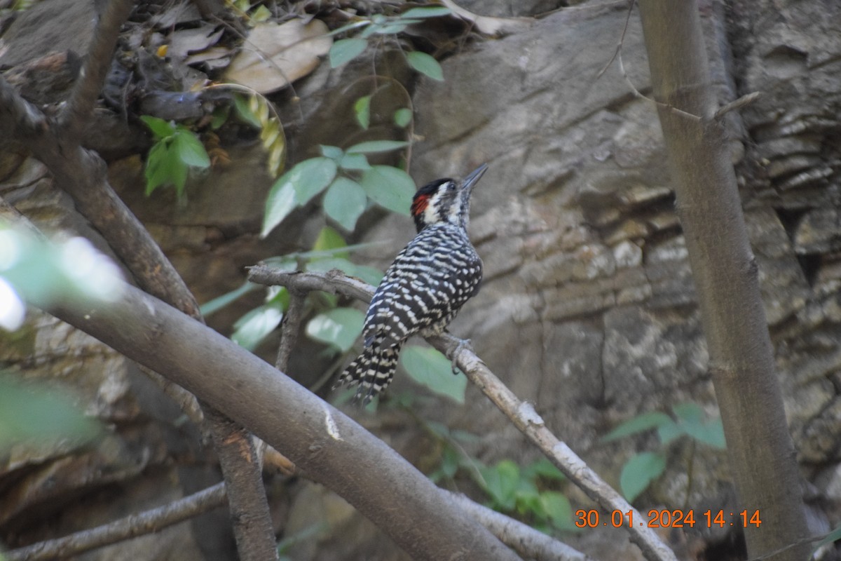 Striped Woodpecker - ML615213105