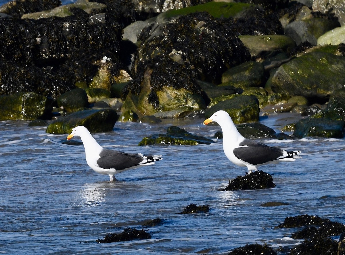 Great Black-backed Gull - Win Ahrens