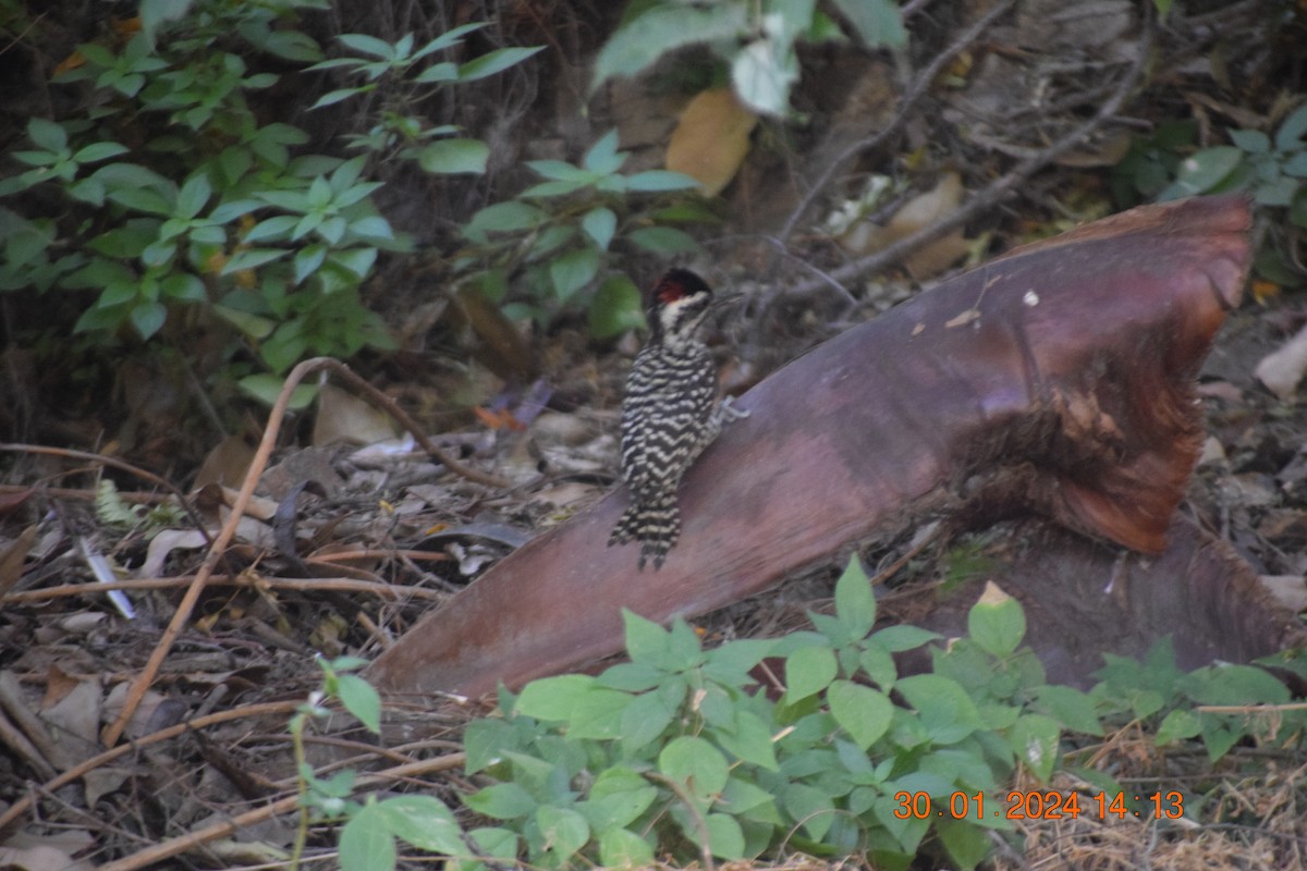 Striped Woodpecker - ML615213108