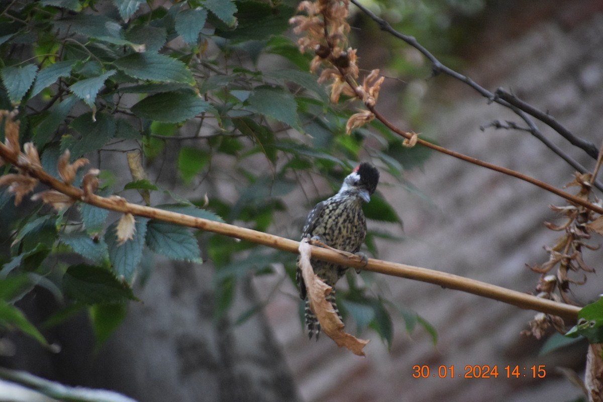 Striped Woodpecker - ML615213109