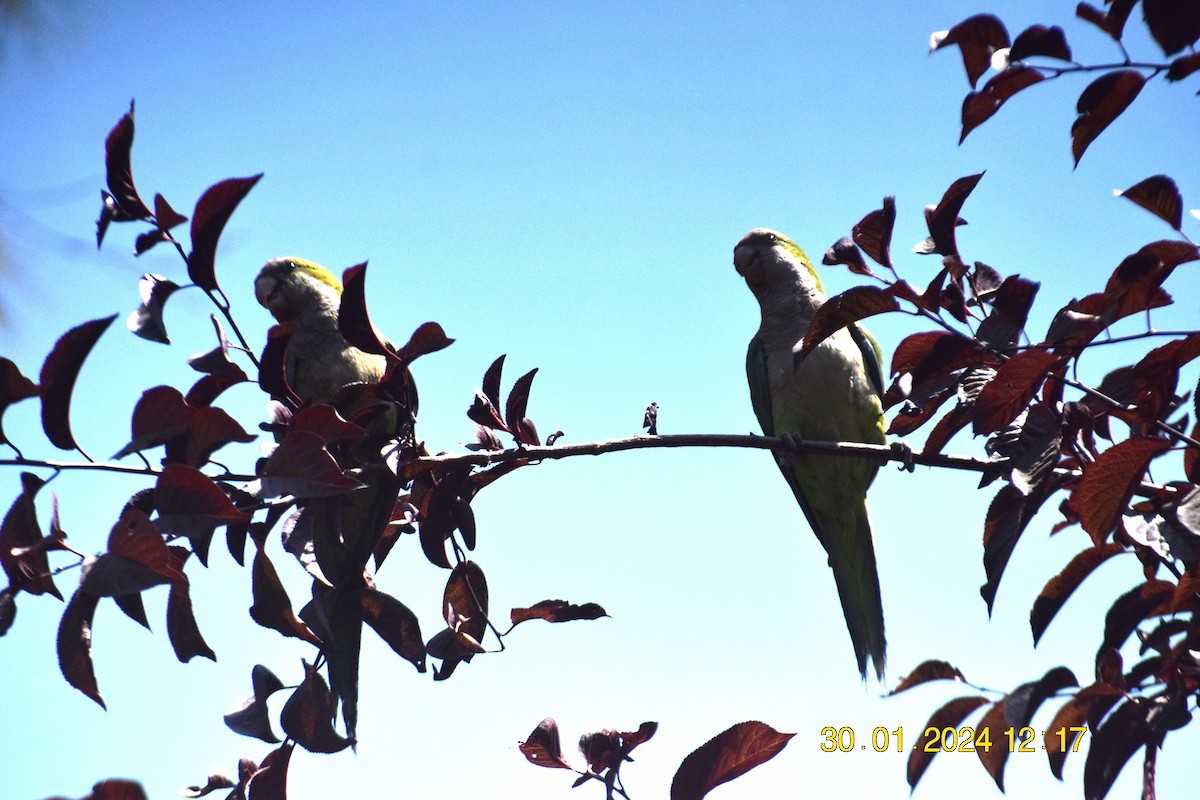 Monk Parakeet - ML615213122