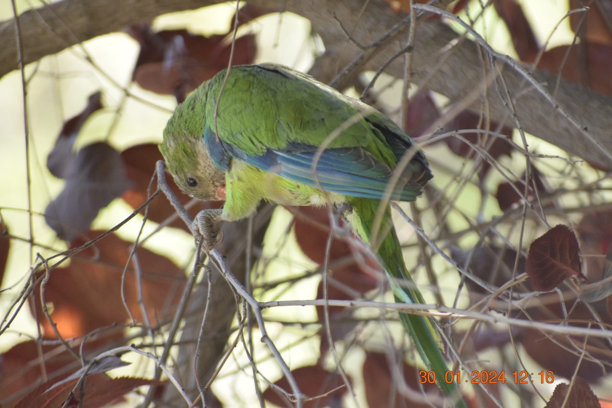 Monk Parakeet - ML615213124