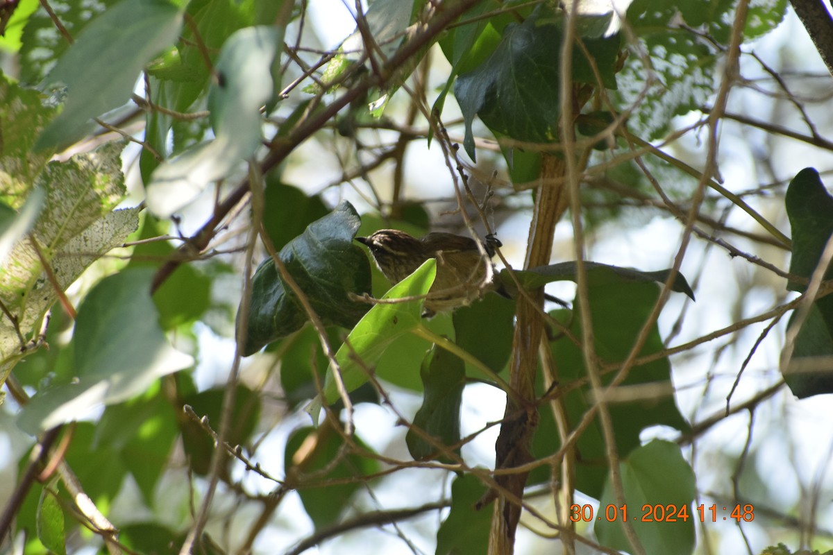 Plain-mantled Tit-Spinetail - ML615213141